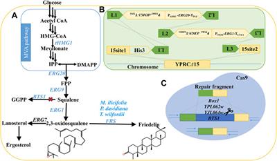 Metabolic Engineering of Saccharomyces cerevisiae for High-Level Friedelin via Genetic Manipulation